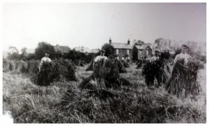 Cippenham Agriculture 1909/1910